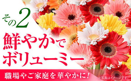 広川自慢の元気なガーベラ30本 ラッピング有 カラーおまかせ / 花 [AFAB016]