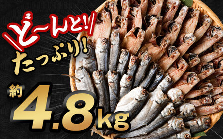 【訳あり規格外】  業務用 あじ 干物 どーんと！ 4.8kg アジ 鯵 魚