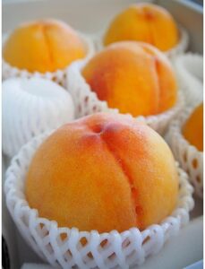 ★かつらぎの黄桃★＜品種おまかせ＞約2kg 5～8玉【2026年6月下旬～2026年8月上旬順次発送】【A256-frks149】