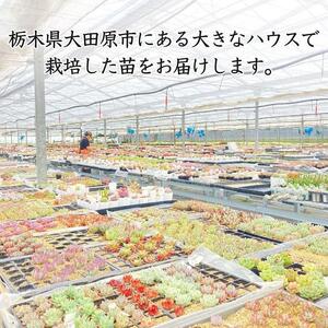 【多肉植物】大きな寄せ植え直径18cm白ポット