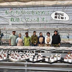 【多肉植物】エケベリア苗アソート4個セット