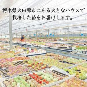 名無しエケベリア(中3個・小5個+セダム他)カット苗セット