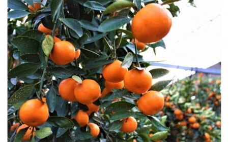 ＜期間限定！2026年6月下旬以降順次発送予定＞香川県産 ハウス小原紅早生みかん(約1kg/化粧箱) ミカン フルーツ 果物 柑橘 人気 【man072】【Aglio nero】
