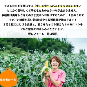 【令和８年産】早朝採りトウモロコシ10本セット　◆配送６月下旬～７月頃