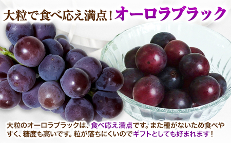 【2026年先行予約】ぶどう 黒系ぶどう 2kg ピオーネ オーロラブラック 岡山県産 3房 ~ 5房《2026年9月上旬-9月中旬頃より発送予定》ひらた農園 黒系ぶどう 送料無料 岡山県 浅口市 ぶどう フルーツ 果物 贈り物 ギフト 国産 くだもの 果物 青果物 食べ比べ セット
