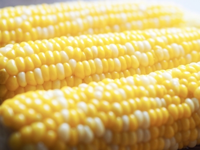 訳あり 北海道 とうもろこし 2種類 合計11～12本 食べ比べセット 雪の妖精（ホワイトコーン）2～9本、あゆみ（歩味、バイカラー）2～9本 期間限定 数量限定 トウモロコシ