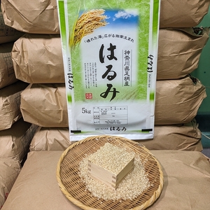 【令和7年産】湘南生まれ南足柄育ちのブランド米「はるみ」(玄米) 10kg 創業100年の米屋がお届け【特A ギフト プレゼント 贈り物 返礼 御礼 おいしい 】【 ごはん おいしい 神奈川県 南足柄市 】