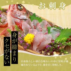小泊港水揚げ 津軽海峡メバル 姿9尾 ※下処理済み 【卓立水産】 F6N-029