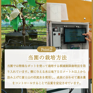 富士吉田市産　ブドウ狩りプラン(シャインマスカット) ぶどう 体験 収穫 フルーツ狩り 果物狩り