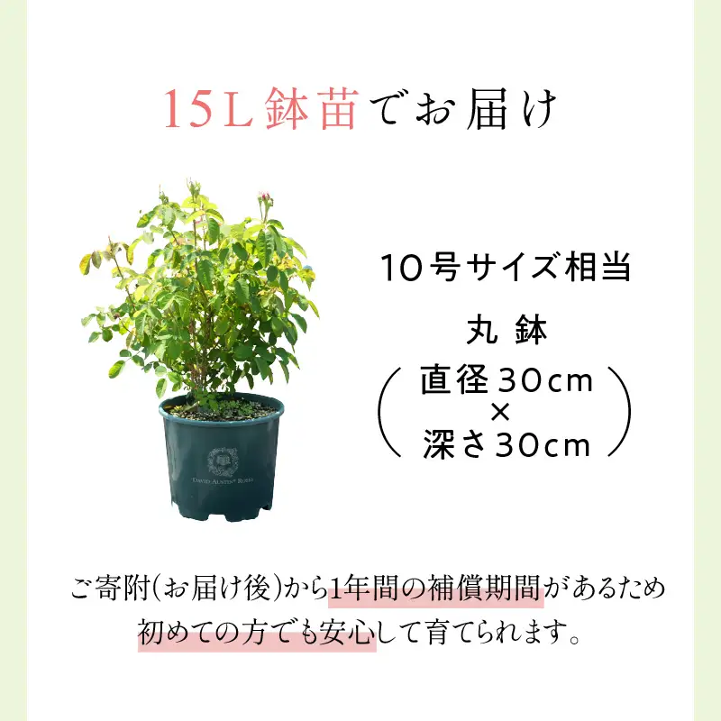 【イングリッシュローズ】デビッド・オースチン レディ・オブ・シャーロット 15L鉢苗【025D-007】