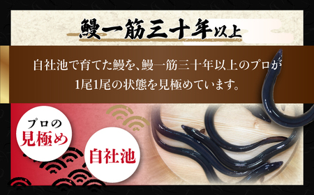 高知焼き鰻蒲焼1尾 / 蒲焼き かば焼き たれ タレ うなぎ ウナギ 鰻 小分け 個包装 パック 冷凍 冷凍食品 国産 おかず 簡単調理 調理済 時短 オーブントースター 魚焼きグリル フライパン 【鰻HASHIMOTO】 [ATDX004]