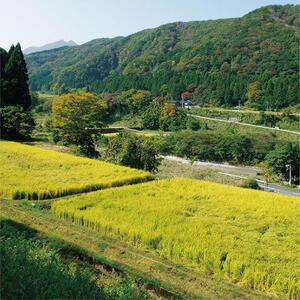 米 ミルキークイーン 令和7年産 鳥取県産 5kg|米