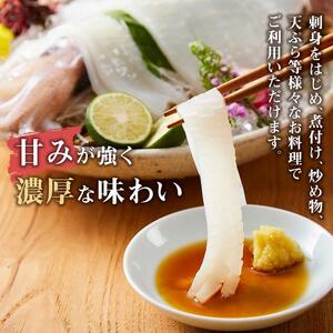 【先行予約 2026年6月以降発送】白いか 5 杯（ 1 杯 400 g ）|剣先イカ