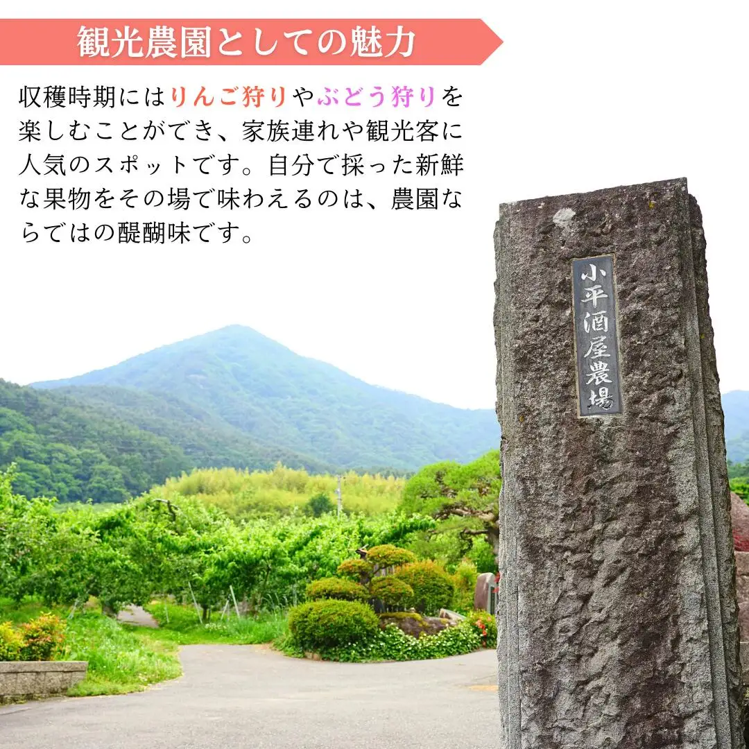 りんごジュース(ふじ) ストレート果汁100% 1000ml×6本|りんごジュース