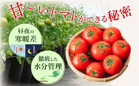 【2026年発送】 糖度8度以上 フルーツトマト はるか8（エイト） 10～15玉 トマト 野菜 夏 野菜 旬 甘い 濃厚 果物 フルーツ 高糖度 新鮮 産地直送 北海道 美深町