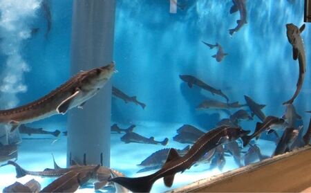 北海道美深町 寄附のみの応援受付 2,000円コース（返礼品なし 寄附のみ 2000円） チケット 