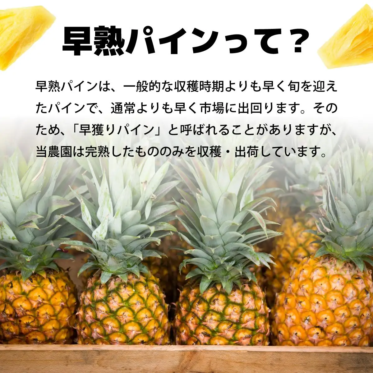 早穫り完熟パイン