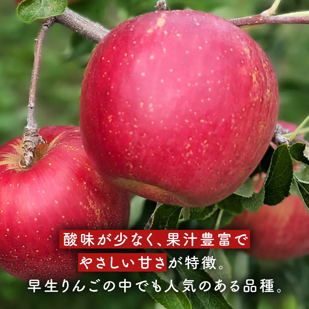 青森県産りんご つがる 約5kg りんご 9月～
