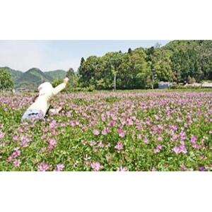 岡山県産 おかやま有機無農薬栽培認定 朝日米 精米 2kg（令和7年産）
