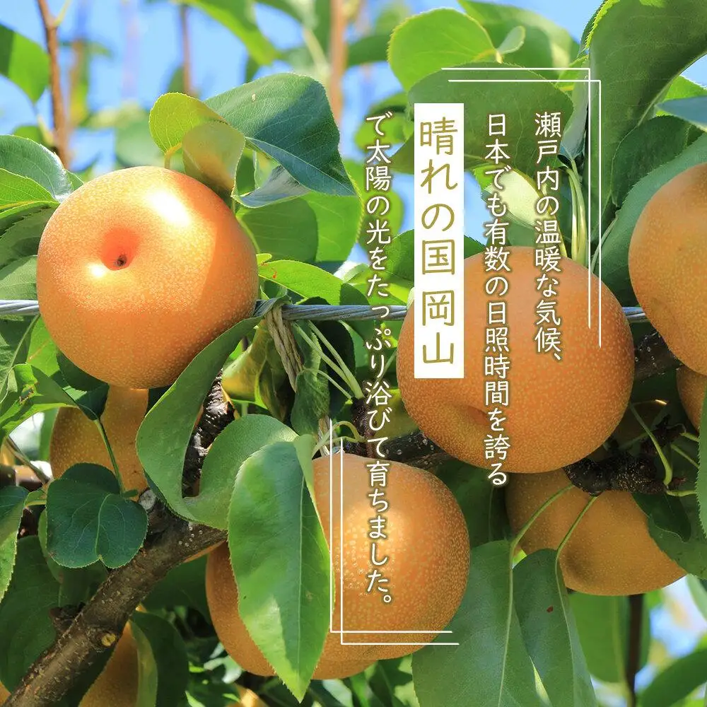 岡山県産 あたご 梨 2玉 合計約1.8kg 梨 なし 果物 フルーツ 2026年