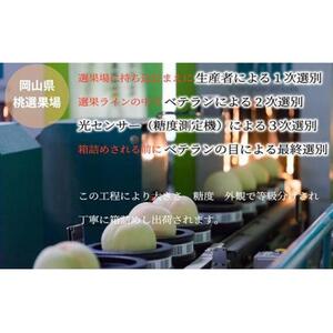 2026年  岡山   白 桃   ロイヤル 3玉×約200g（Lサイズ）JAおかやま（早生種・中生種）｜ 桃