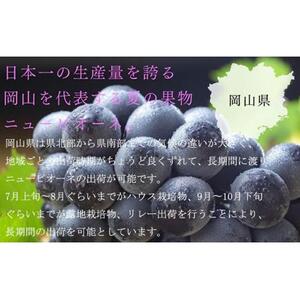 ぶどう 2026年  ニュー ピオーネ 約500g×2房 ブドウ 葡萄  岡山県産 国産 フルーツ 果物 ギフト
