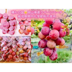ぶどう 2026年 クイーンニーナ 厳選 秀品 粒だけ 約1kg  家庭用 ギフト 贈答用 贈り物 岡山 果物 フルーツ  採りたて発送 農家直送 数量限定 新鮮 8月上旬から発送