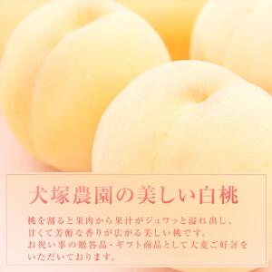 2026年  先行予約 ご家庭用 岡山市一宮産   白 桃   固め（晩生種）約1.3kg 4～6玉  ｜ 桃