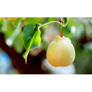 梨 2026年  鴨梨（ヤーリー）6～10玉 約4kg 贈答箱【ナシ なし 岡山県産 国産 フルーツ 果物 ギフト 石原果樹園】