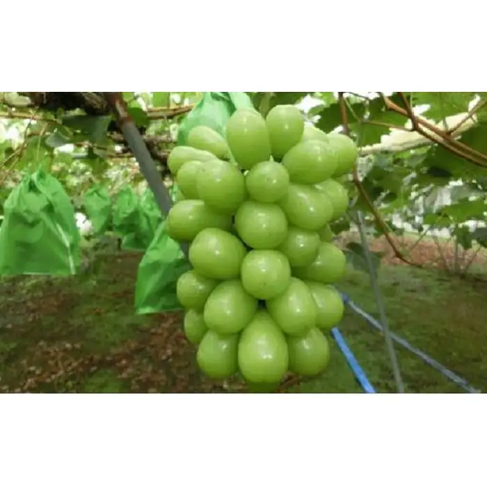 岡山県産 贈答用シャインマスカット 1房 800g前後 フルーツ ぶどう 葡萄 ひらた農園 2026年