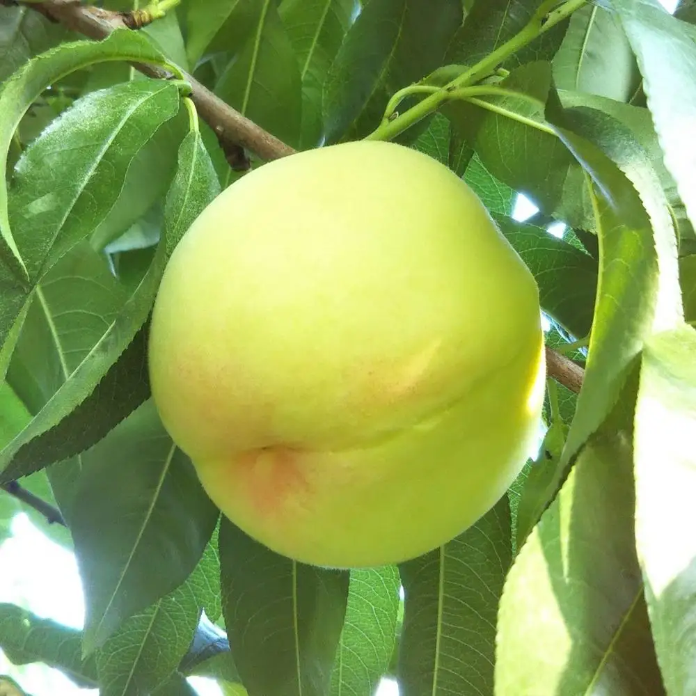 桃 2026年 贈答用 岡山 清水 白桃  約2kg（5～7玉） もも 