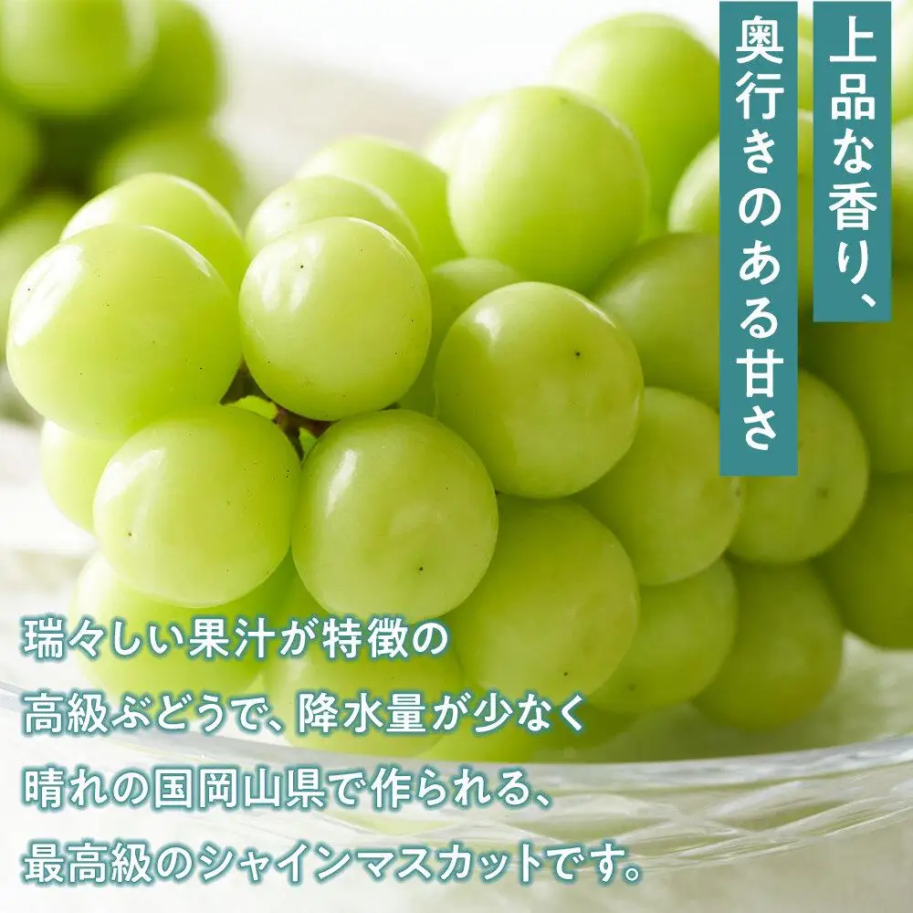 ぶどう 2026年  ニュー ピオーネ 1房（1房470g以上） シャインマスカット 『晴王』1房（1房470g以上）詰合せ（2房） 葡萄  岡山県産 フルーツ 果物 ギフト | シャインマスカット