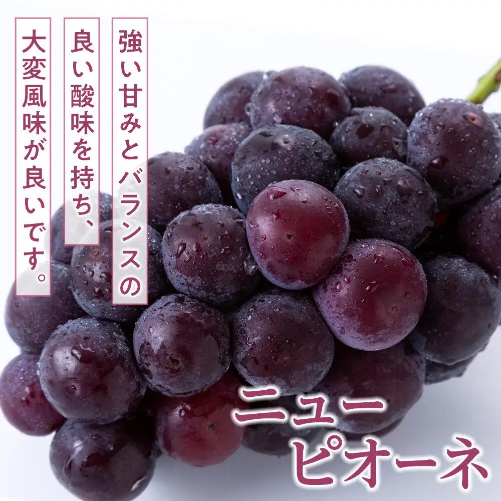 桃 ぶどう 2026年  白 桃 2玉（1玉200g以上） ニュー ピオーネ 2房（合計約940g）詰合せ もも 葡萄 岡山県産 フルーツ 果物 ギフト