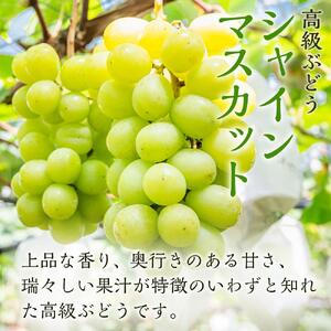ぶどう 2026年  ニュー ピオーネ 1房（480g以上） シャイン マスカット 1房（480g以上）