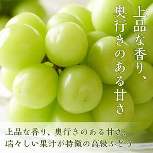桃 ぶどう 2026年  岡山の 果物 詰合せ 岡山 白桃 2玉 シャイン マスカット 晴王 2房 化粧箱入り 岡山県産 国産 フルーツ 果物 ギフト