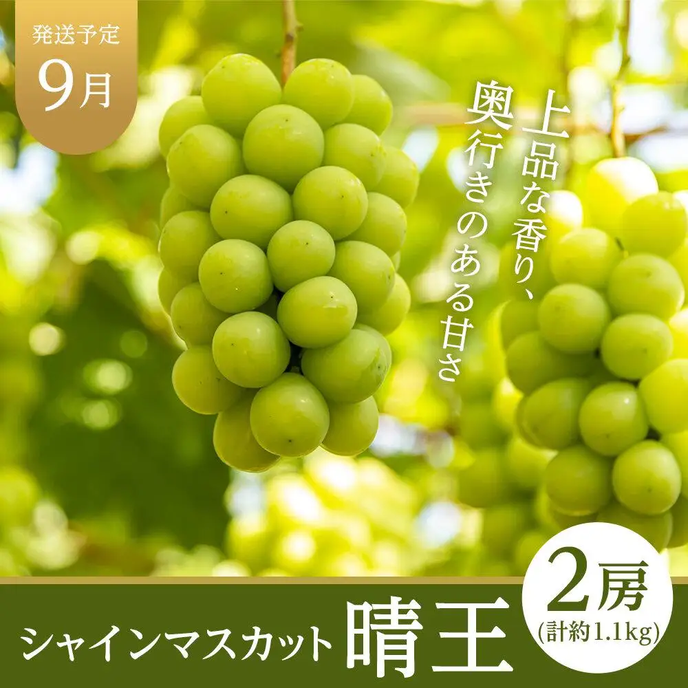2026年  晴れの国 岡山県産 旬の フルーツ定期便 3回コース-(2) 桃 もも 葡萄 ぶどう 梨 なし セット ギフト | 桃