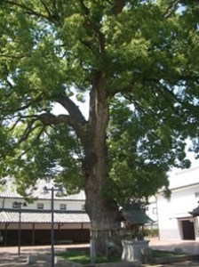 特別純米酒 楠神 720ml 2本セット【A-38】