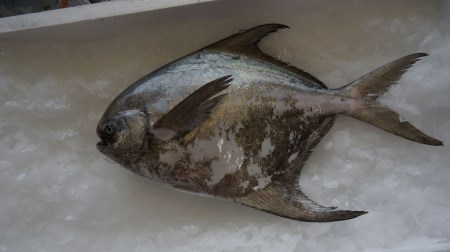 マナガツオ1尾【令和8年7月頃からの出荷分受付中！】【B-4】