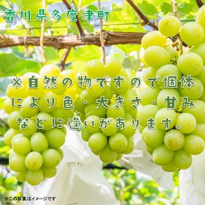 シャインマスカット約1.2kg（2～3房入り）【令和8年8月下旬発送！予約受付中】【B-13】