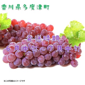 多度津町白方特産　デラウェアぶどう【令和8年7月上旬より発送！予約受付中】【B-20】