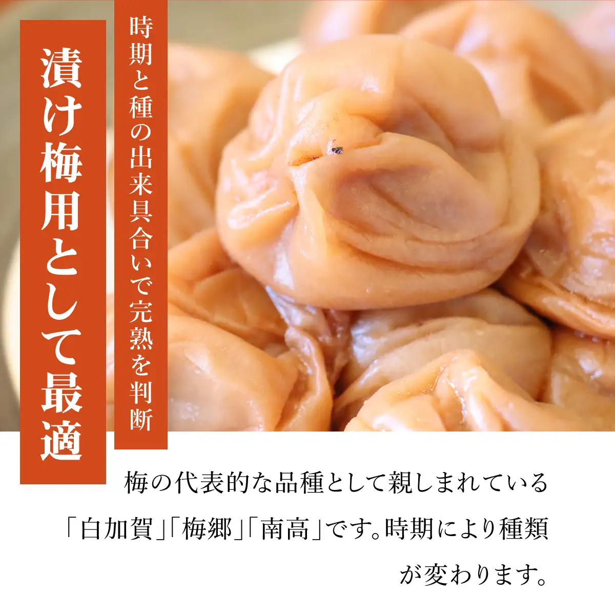 【2026年発送分先行予約】旬をお届け!完熟梅【Lサイズ5kg】 ANAR013