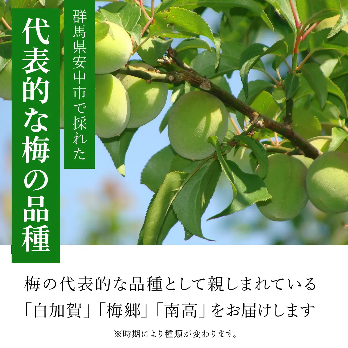 【2026年発送分先行予約】旬をお届け！青梅【２Lサイズ５㎏】 ANAR019