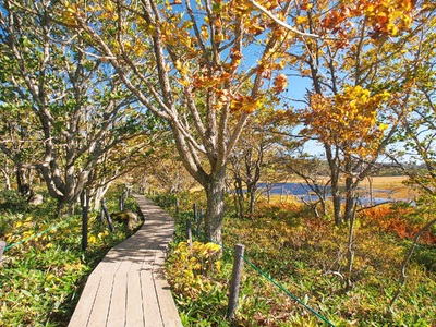 【八島湿原 ぐるっとウォーク】～花と生きものたちとの出会い　癒やしの湿原めぐり～ツアー参加券２名様分／八ヶ岳登山企画 ハイキング 体験 アウトドア 子供 チケット ペア 観光 長野 諏訪【88-05】