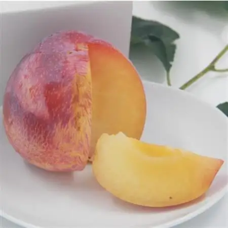 【2026年発送】すもも『中玉貴陽』約1.5kg(7～10玉)【配送不可地域：離島】【1395560】