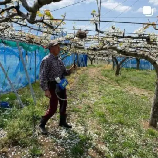 市川の梨　豊水　3kg（5～10個入り）　【12203-0124】