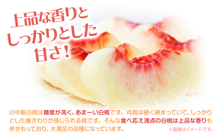 もも 川中島白桃 2kg　桃