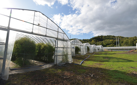 【極太】北海道産 春採り グリーン アスパラガス 1kg　3L～2L 岸本農場