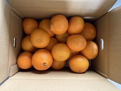 【2026年先行予約】みかん 愛媛県 愛果28号 5kg ご家庭用 訳あり レッスルファーム 紅まどんなと同一品種【2026年11月下旬から順次発送予定】 数量限定 おすすめ 美味しい おいしい グルメ フルーツ くだもの 愛媛県産 人気 柑橘 伊予市｜B251