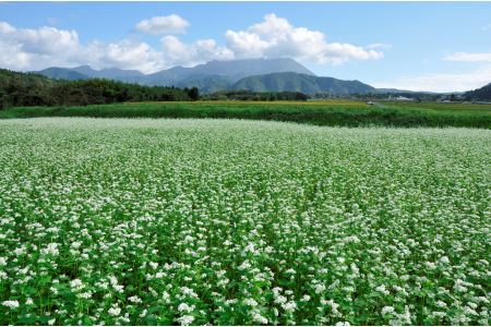 MS-42　大山町産そば手折りげんこつそば（乾麺）