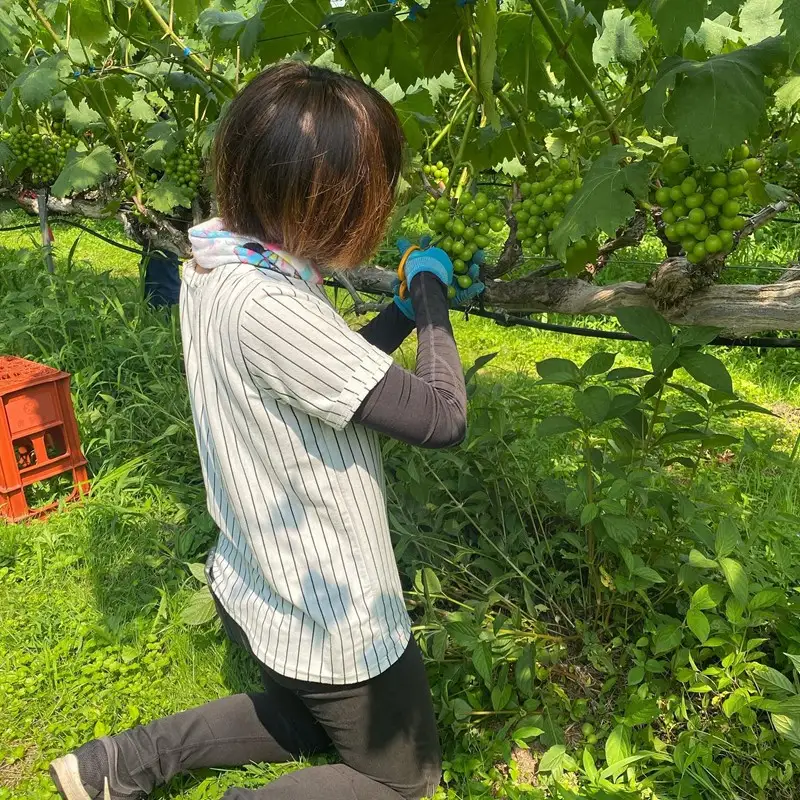 【先行予約】樹上完熟藤稔 1.2kg（2～3房入り）（2026年8月中旬～発送） 大粒 甘い 巨峰種 ふじみのり フルーツ 果物 ふるさと納税 ぶどう グレープ 農家直送 果樹園直送 生産者応援 農家応援
